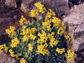 Draba cappadocica